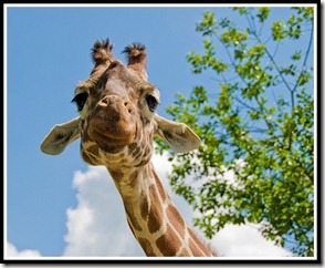 girafe