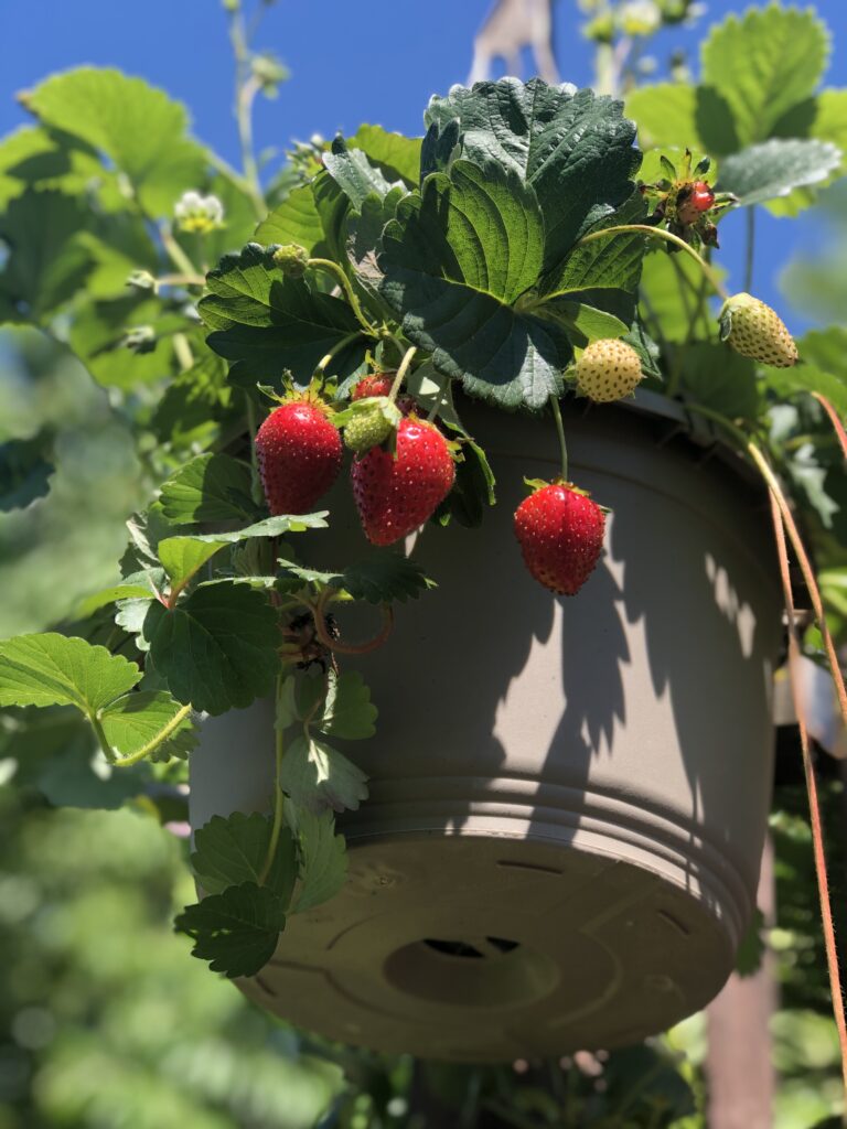 Strawberries in a hanging basket