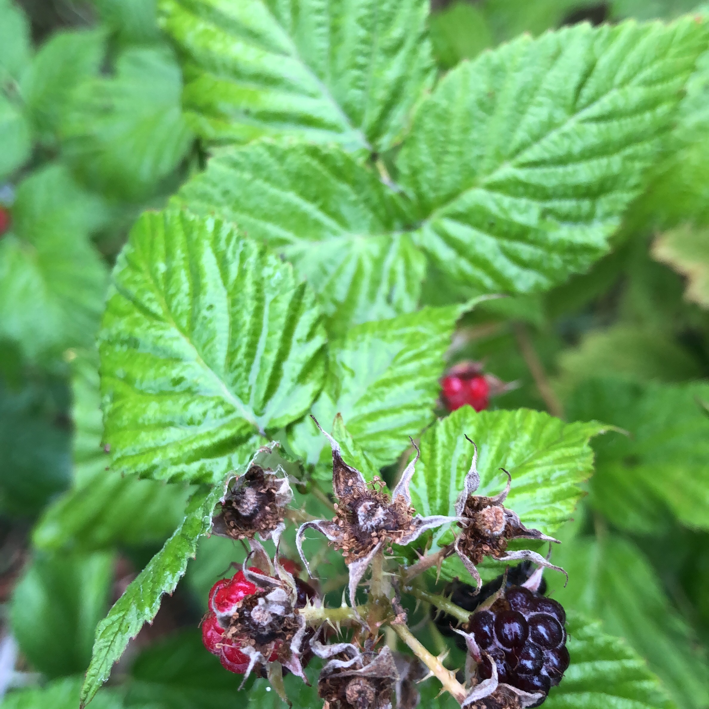 Pennsylvania Blackberry